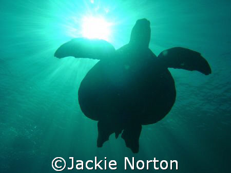 Who's taking my light? by Jackie Norton 