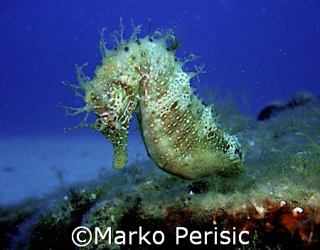 Eye to eye Mediterranean Seahorse Calvi corsica by Marko Perisic 