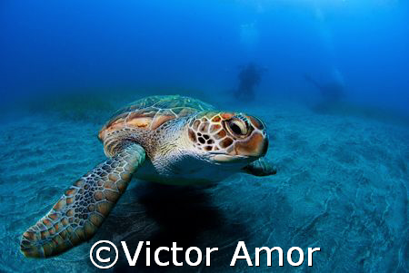 Green turtle by Victor Amor 