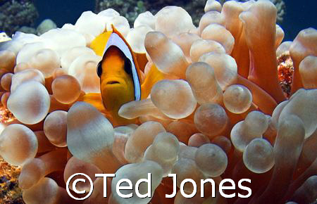 Clownfisch by Ted Jones 