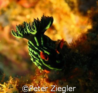 Nice Nudy CLose Up 

Sabang, Puerto Gallera, Mindoro, P... by Peter Ziegler 