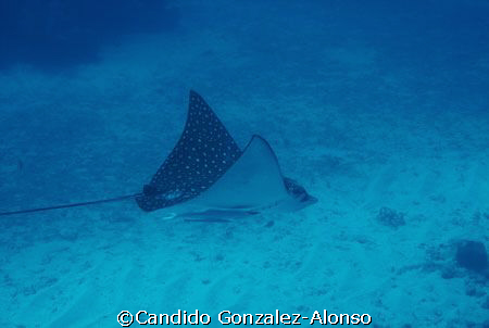 Spotted Eagle ray  gracefully gliding through .   Guanica... by Candido Gonzalez-Alonso 