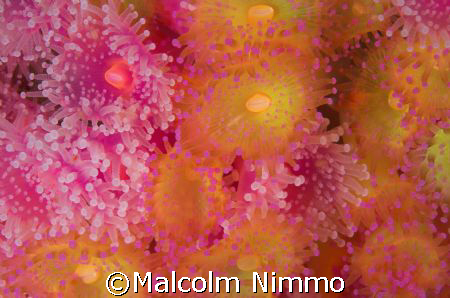Mix of  pretty jewel anenomes from the Isles of Scilly   by Malcolm Nimmo 