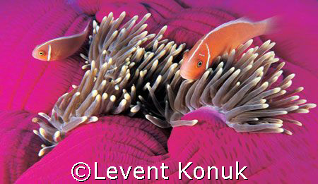 Blue Corner, Palau by Levent Konuk 