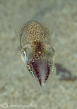 Little Cuttle.
Connemara.
60mm. by Mark Thomas 