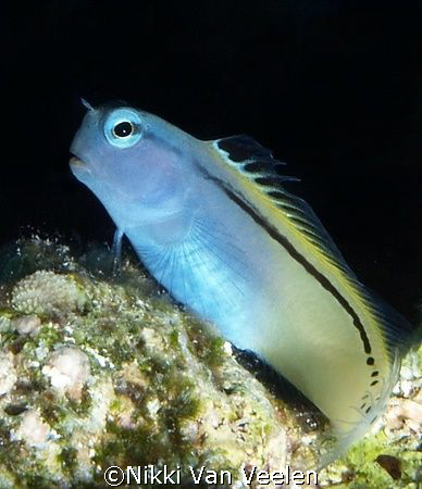 Red sea mimic blenny taken in Ras Mohamed Park with E300 ... by Nikki Van Veelen 