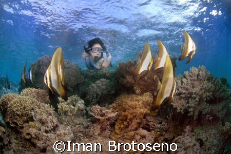 i shoot this in menjangan island, niorthern bali  by Iman Brotoseno 