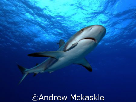Curious Shark by Andrew Mckaskle 