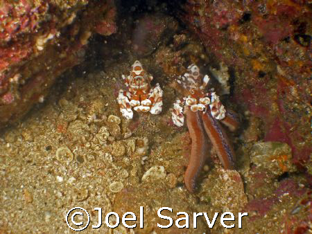 Clown Shrimp feeding on a Star Fish by Joel Sarver 