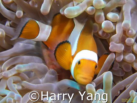 by Sipadan..2007/09/06 by Harry Yang 