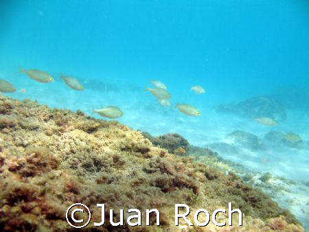 arc in the mediterranean sea by Juan Roch 