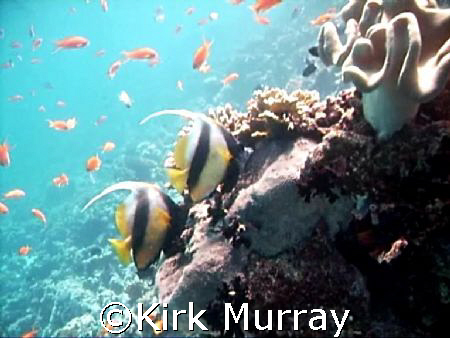 Moorish Idols-posing, taken with Sealife Dc500 by Kirk Murray 