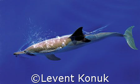 Deep Breath by Levent Konuk 