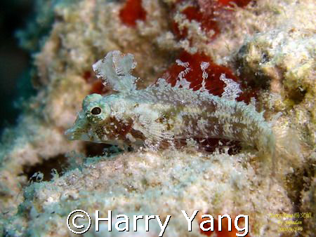 by Sipadan  2007/09/05~09 by Harry Yang 