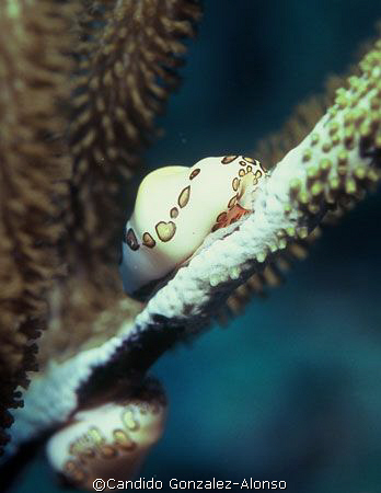 Flamigo Tongue snail on soft coral taken at the Culebra P... by Candido Gonzalez-Alonso 