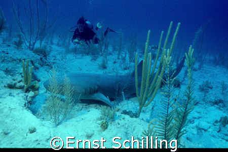 Taking a nap,  at Saly Cay by Ernst Schilling 