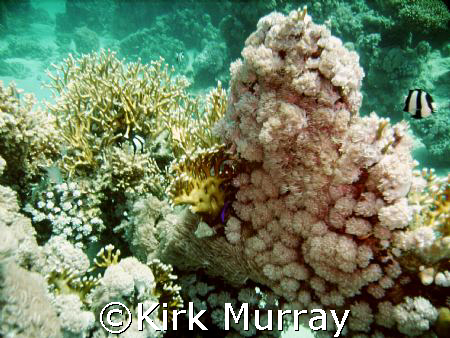 Taken with Sealife DC500 by Kirk Murray 
