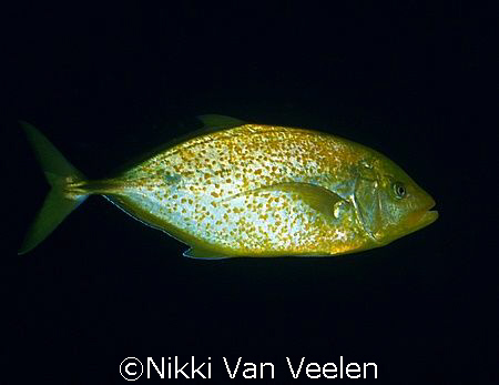 Golden jack taken at Ras Mohamed park with E300. by Nikki Van Veelen 