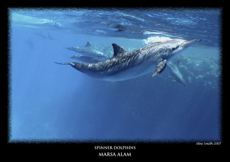 spinner dolphin - dolphin house reef canon 18-55 by Stewart Smith 