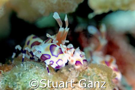 Harlequin shrimp in my backyard. Lucky to live Hawaii by Stuart Ganz 