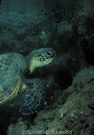 Green Turtle, Tunnels, Kauai by Russell Blackwood 