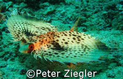 Butterflyfish cruising around

Sabang, Puerto Gallera, ... by Peter Ziegler 