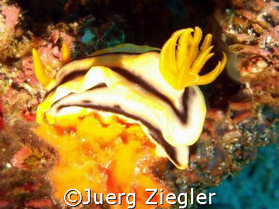 Very bright nudy 

Sabang, Puerto Gallera, Mindoro, Phi... by Juerg Ziegler 