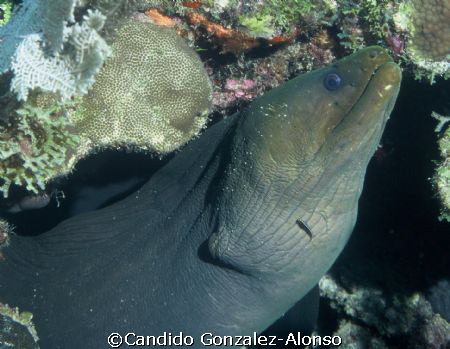Green Moray near  the  Buoy Guanica Puerto Rico .Standard... by Candido Gonzalez-Alonso 
