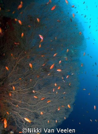 Fan Coral and anthias taken at Shark observatory with E300 by Nikki Van Veelen 