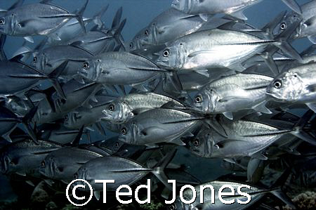 Big eye trevally and they were big! :) by Ted Jones 