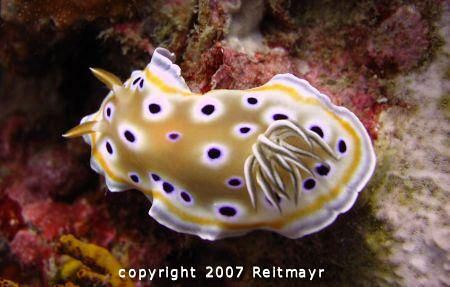Chromodoris at Bida Nok, Phi Phi Islands. Canon Powershot... by Tobias Reitmayr 