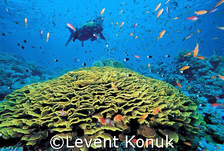 Tiran Islands by Levent Konuk 