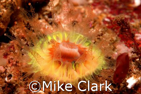 Green Devonshire cup Coral. St. Abbs Head, Scotland by Mike Clark 