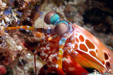 Smashing mantis shrimp, Odontodactylus scyllarus. Picture... by Anouk Houben 