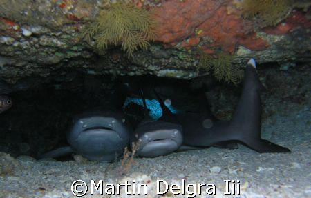 white tips slumbering.... or so it seems. taken so close ... by Martin Delgra Iii 
