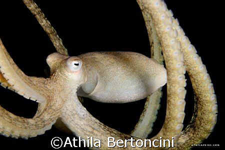 Taken at Taipus Reefs, in South Bahia, Brazil. by Athila Bertoncini 
