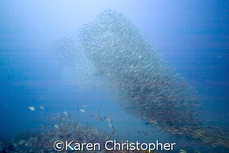"Tornadoes of Fish"  Shot off Jupiter, Florida. A bait ba... by Karen Christopher 