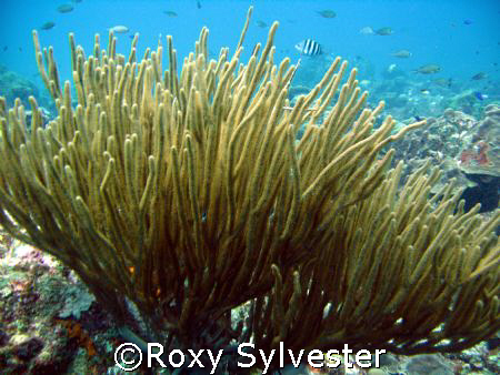 Graceful sea fan in Bonaire by Roxy Sylvester 