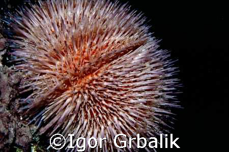 Sea Urchin by Igor Grbalik 