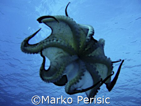 Common Octopus (octopus vulgaris) in full flight by Marko Perisic 