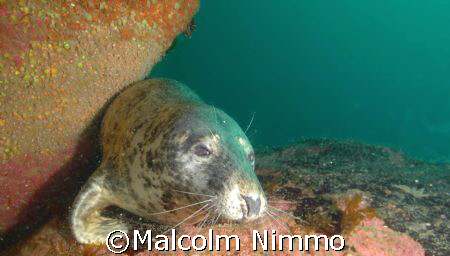 A seal taken from the Isles of Scilly  by Malcolm Nimmo 