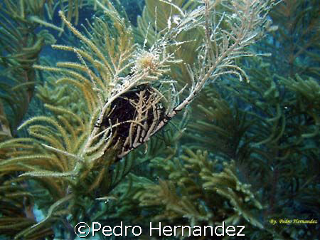 Giant Basket Star Humacao, Puerto Rico by Pedro Hernandez 