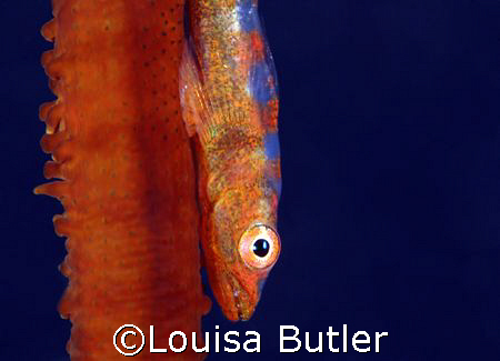 Tiny Whip Coral Goby, Gordon Reef, Tiran, Red Sea.  Photo... by Louisa Butler 