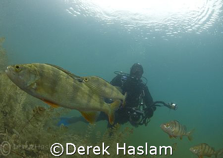 Mr T, with some of our friends in Capernwray. D200,10.5mm. by Derek Haslam 
