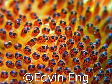 The RayBan Models! Taken in Tioman Island with Canon G7. by Edvin Eng 