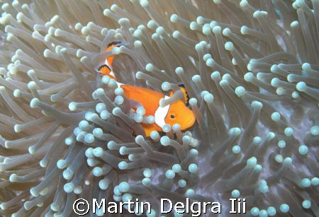 nemo... I've been looking for you... by Martin Delgra Iii 