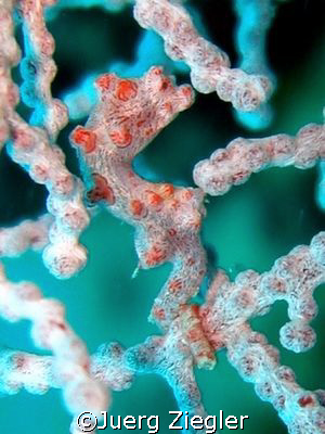 Pigmy Seahorse at Mataking Island

Mataking Island, Sab... by Juerg Ziegler 