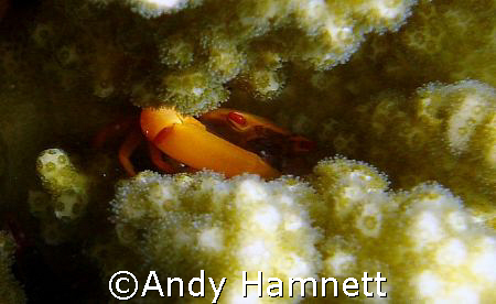 A very difficult creature to photograph, as they rarely v... by Andy Hamnett 