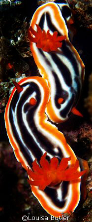 Two friendly pyjama slugs on the Great Barrier Reef. by Louisa Butler 