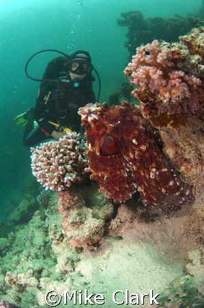 Red Sea Octopus, admired by diver,
Um Sid, Dahab, Red Se... by Mike Clark 